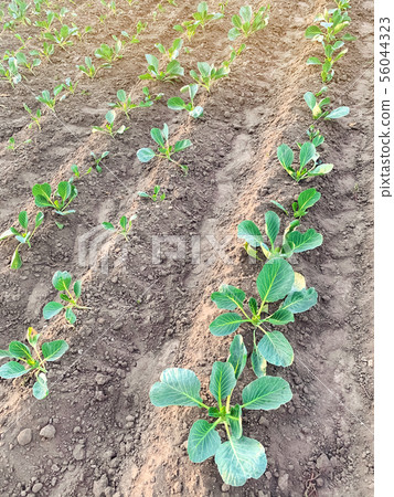 Bushes of young cabbage on a farm on a sunny day. Bushes of young cabbage on a farm on a sunny day. 56044323