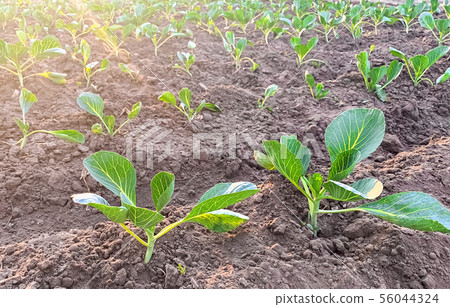 Bushes of young cabbage on a farm on a sunny day. Bushes of young cabbage on a farm on a sunny day. 56044324
