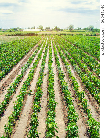 Agriculture land and farming. Plantation 56044340