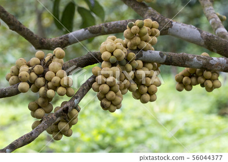 fresh fruit Longkongs and leaf on tree in garden fresh fruit Longkongs and leaf on tree in garden 56044377