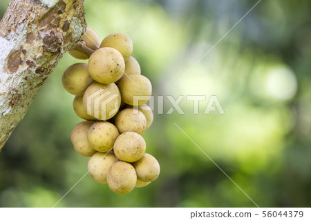 fresh fruit Longkongs and leaf on tree in garden 56044379
