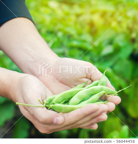 farmer holds fresh beans in hands. french bean. 56044458