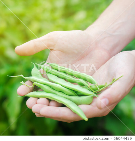 farmer holds fresh beans in hands.  56044459