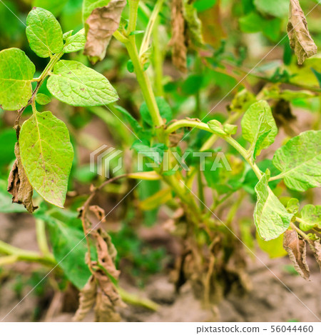 Leaves Of Potato With Diseases.  56044460