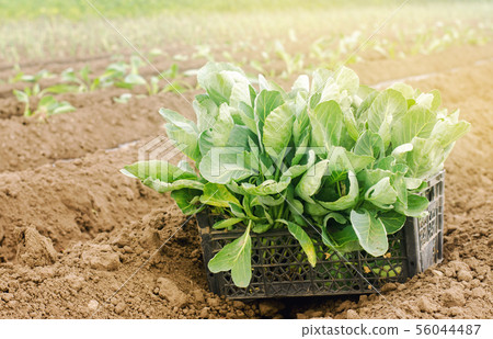 Box with young cabbage seedlings in the field. Box with young cabbage seedlings in the field. 56044487