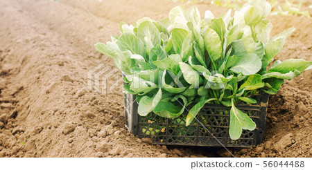 Box with young cabbage seedlings in the field. Box with young cabbage seedlings in the field. 56044488