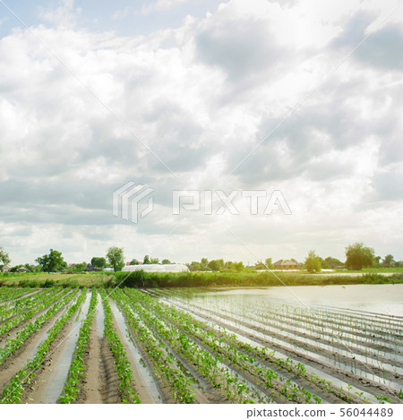 Agricultural land affected by flooding. Flooded 56044489
