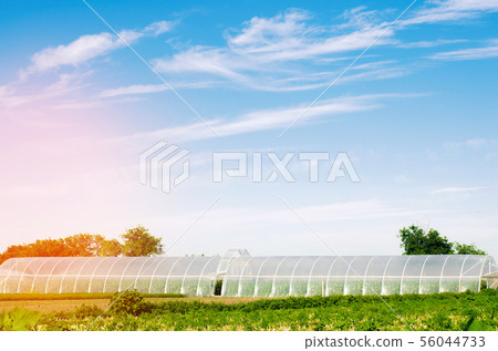 greenhouses in the field for seedlings of crops greenhouses in the field for seedlings of crops 56044733