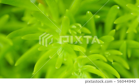 Green winter plant macro soft focus, abstract Green winter plant macro soft focus, abstract 56044940
