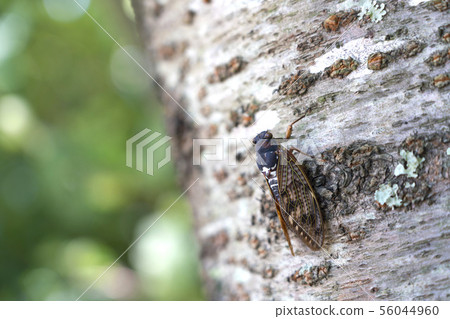 Abra Zemi catching a cherry tree 56044960
