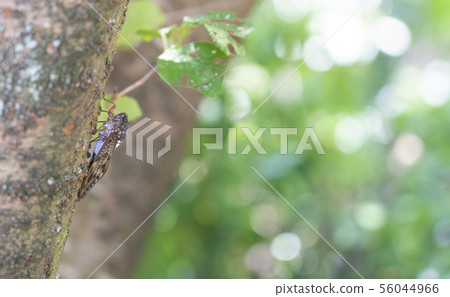 Abra Zemi catching a cherry tree 56044966