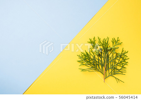 Branch thuja on yellow background with copy space. 56045414