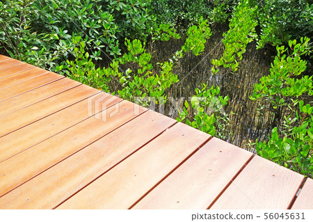 a wooden walkpath through Mangrove Forest a wooden walkpath through Mangrove Forest 56045631