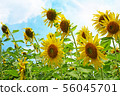 sunflower plant with a bright sky background 56045701