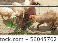 Goats eating Napier grass or elephant grass 56045702