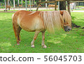 a little horse on a grass field in a farm 56045703