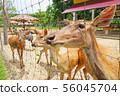 group of a deers in a farm  56045704