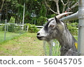 a goat in a outdoor farm 56045705