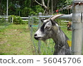 a goat in a outdoor farm 56045706