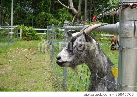 a goat in a outdoor farm a goat in a outdoor farm 56045706