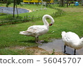 a white swan in a farm 56045707