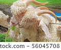 Goats eating Napier grass or elephant grass  56045708