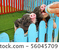 a hand feeding milk to group of pig 56045709