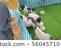 a hand feeding milk to group of pig 56045710