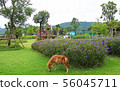 a little horse on a grass field in a farm 56045711