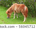 a little horse on a grass field in a farm 56045712