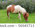 a little horse on a grass field in a farm 56045713