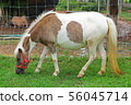 a little horse on a grass field in a farm 56045714