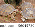 group of turtle eating a water spinach 56045720