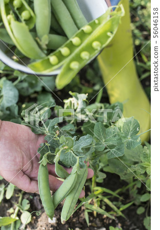 Harvest pea plants in a garden. Close up pea beans Harvest pea plants in a garden. Close up pea beans 56046158