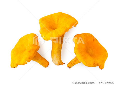 Three mushroom chanterelles on a white. The view Three mushroom chanterelles on a white. The view 56046600