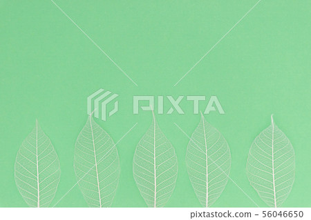 White skeleton leaf: Green background 2 56046650
