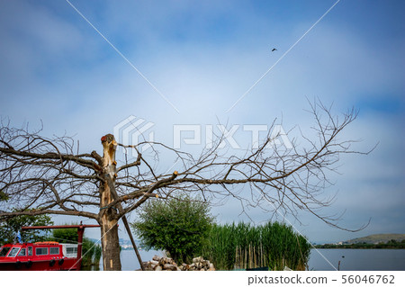 Leafless dead dry tree, Ioannina Island, Greece Leafless dead dry tree, Ioannina Island, Greece 56046762