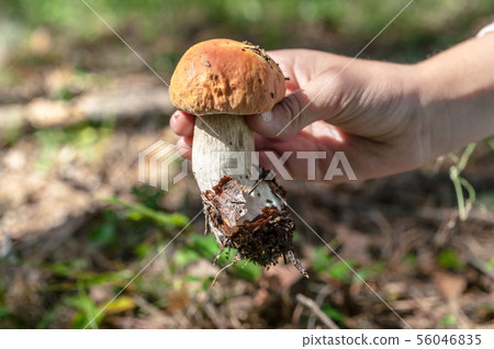 The girl holds porcini mushroom in her hands 56046835