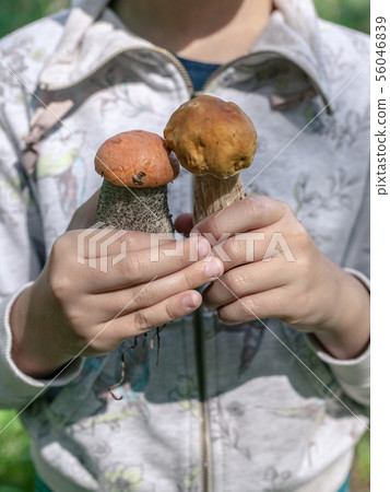 The girl holds red and white mushrooms 56046839