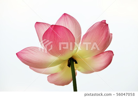 Lotus Lotus 56047058