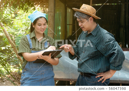 Asian Chicken Farmer is teaching and examining the Asian Chicken Farmer is teaching and examining the 56047398