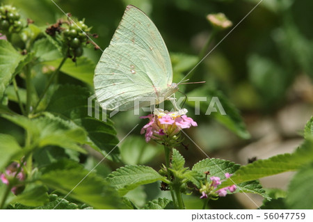 Usukiro butterfly / Gimmon type sucking with Lantana 56047759