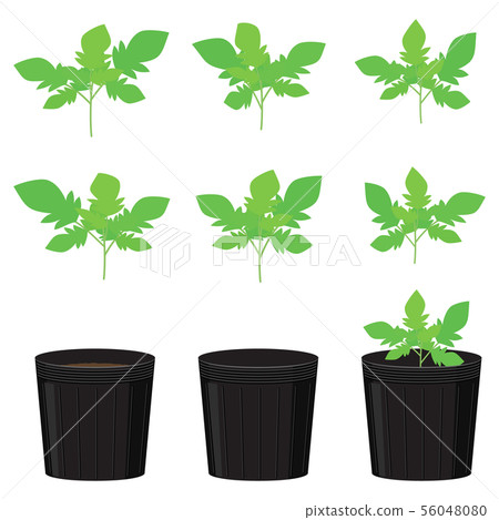 Tomato seedlings and gardening seedling pots 56048080