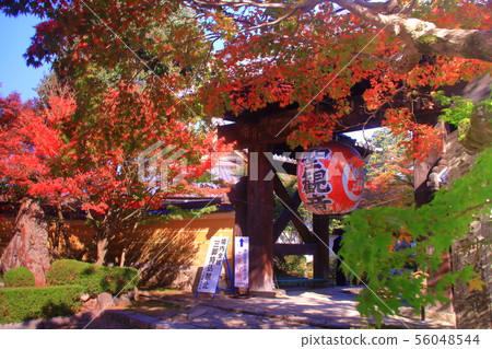 Kongorinji寺(愛知郡,滋賀縣)正門周圍的秋葉 Kongorinji寺(愛知郡,滋賀縣)正門周圍的秋葉 56048544