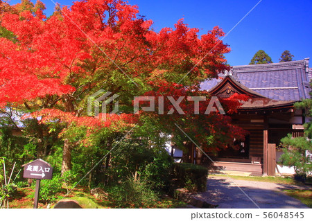 秋葉在Meigain-in寺廟,愛知郡,滋賀縣附近 秋葉在Meigain-in寺廟,愛知郡,滋賀縣附近 56048545
