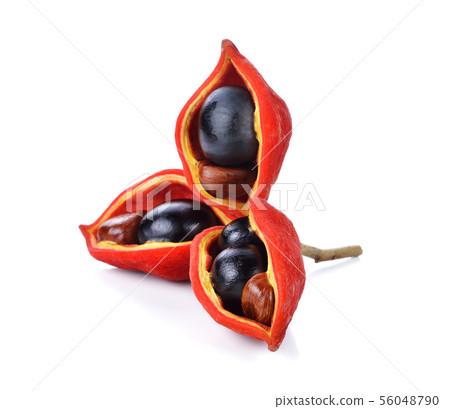 sweet chestnuts (Sterculia monosperma) on white sweet chestnuts (Sterculia monosperma) on white 56048790