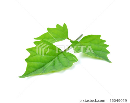 leaves on white background 56049059