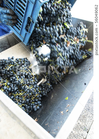 Grape crushing machine 56049062