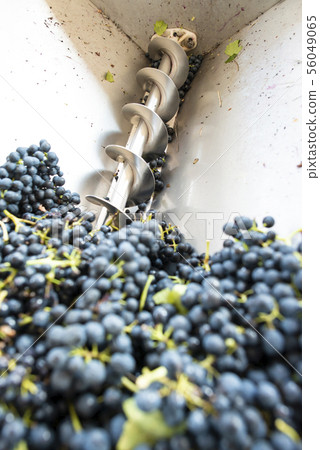 Grape crushing machine Grape crushing machine 56049065