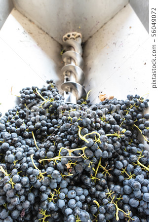 Grape crushing machine 56049072